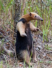 Tamandua du Sud (Tamandua tetradactyla), petit foumilier semi-arboricole.