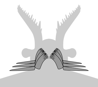 Ventral view of a generalized GLS-bearing radiodont, showing 3 pairs of gnathobase-like structures (GLSs) and corresponded anterior flaps.