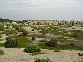 Associatie van hondsroos en jeneverbes