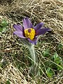 Pulsatilla vulgaris (backsippa)