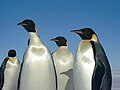 Emperor Penguins Aptenodytes forsteri