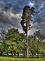 Cupressus sempervirens