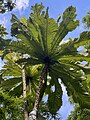 Ficus pseudopalma