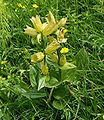 Tüpfel-Enzian (Gentiana punctata)