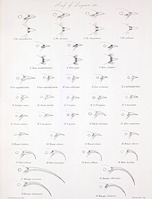 Illustration of the heads and beaks of various birds