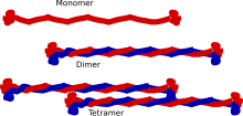 Intermediate filament.svg