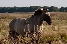 Photographie en couleur d'un cheval gris dans une prairie, une forêt est visible au fond