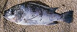 Oreochromis lidole, spesies yang mungkin punah di cekungan Danau Malawi.