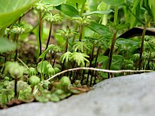 Marchantia polymorpha (parapluutjesmos).JPG