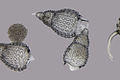 Polycystines (Retaria: Radiolaria)