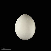 Egg