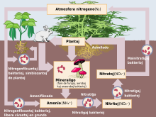 Nitrogen Cycle-eo.svg