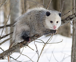 Északi oposszum (Didelphis virginiana)