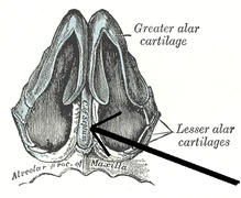 Хрящі носа, вигляд знизу