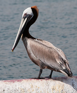 Brun pelikan (Pelecanus occidentalis)