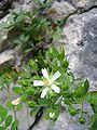 Potentilla caulescens