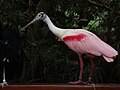 A roseate spoonbill