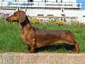 Dachshund