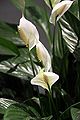 Spathiphyllum wallisii