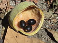 Sterculia apetala.