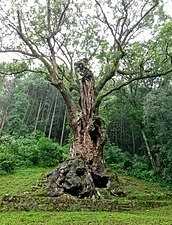 A 3000 years old sacred tree of Takeo Jinja Shrine in Saga