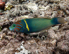 Thalassoma hebraicum