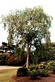 'Wentworth Elm', Royal Botanic Garden Edinburgh, planted 1974, killed by DED 1996