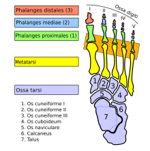 Articulationes metatarsophalangeae-la.svg