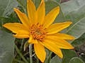 Bright orange-yellow petals are a distinguishing characteristic of Balsamorhiza sagittata