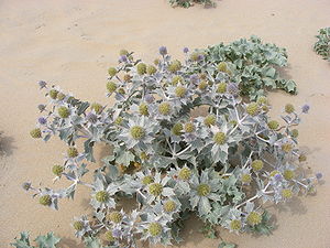 Dünemfisel (Eringium maritimum)