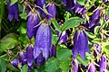 Campanula sarastro