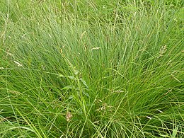 Šeriuotoji viksva (Carex appropinquata)