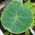 Colocasia, "elephant ear" plant