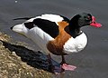 Common shelduck