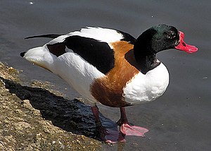 Baragan (Tadorna tadorna) en mantje mä en letj hurn üüb a nääb LC - least concern (ei trüüwet)