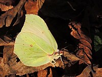 Citronsommerfugl - Gonepteryx rhamni