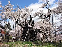 山梨県北杜市・神代桜