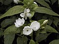 This photo of jasmine flowers has only soft shadows cast by diffused light.