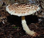 Lepiota magnispora