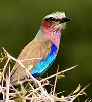 Lilac-breasted Roller