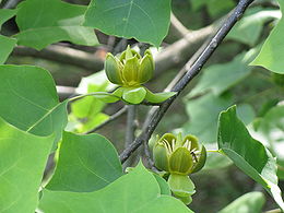 Kínai tulipánfa (Liriodendron chinense) levelei és virágai