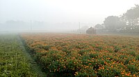 Marigold Field