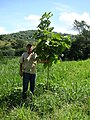 Plantada aos trinta meses, Mococa, São Paulo.