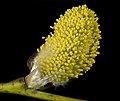 Amentilho masculino de Salix sp.