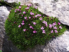 Silene acaulis