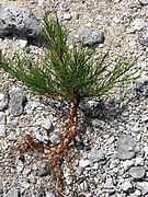 Casuarina equisetifolia.