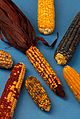 Image 32Examples of the diversity of maize (from Mesoamerica)