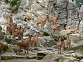 Zoo Berlin Mai 2007