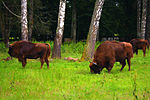 Three grazing European bison