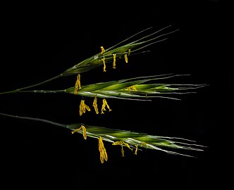 Bromus carinatus near in El Cerrito, California